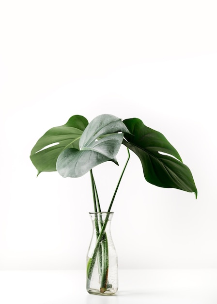 Folhas de palmeira tropical Monstera em um vaso de vidro em pé no espaço de vista frontal da mesa branca para um texto