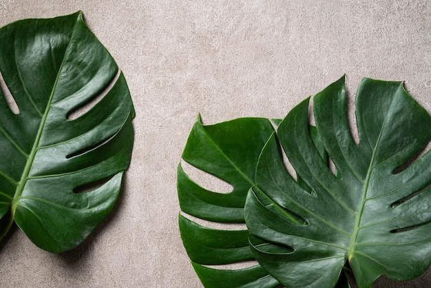 Folhas de palmeira tropical monstera isoladas no fundo da mesa cinza