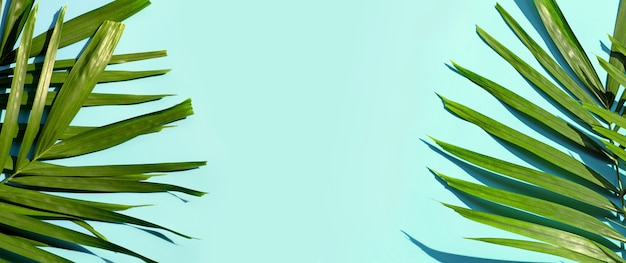 Folhas de palmeira tropical na superfície azul