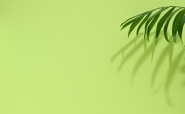 Folhas de palmeira verde com sombra sobre fundo verde Palco vazio para demonstração e publicidade de produtos cosméticos