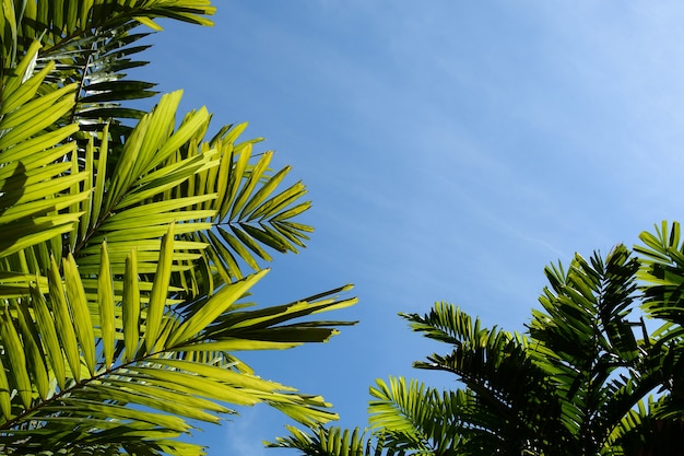 Folhas de palmeira verde e céu azul na floresta