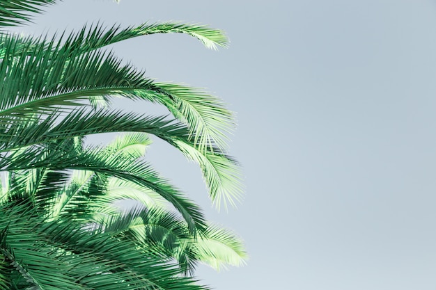 Folhas de palmeira verde. Fundo de textura natural com espaço de cópia.