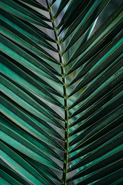 folhas de palmeira verde no verão, fundo verde