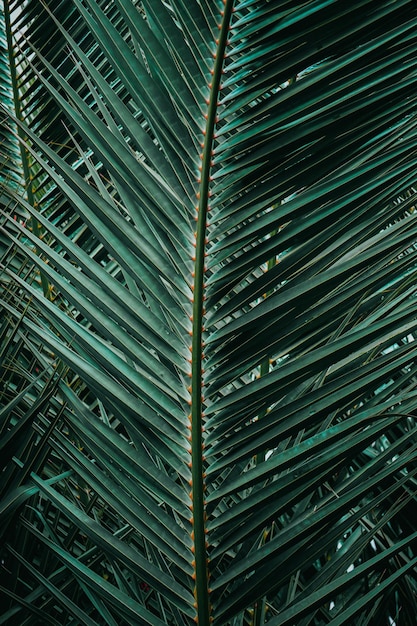 folhas de palmeira verde no verão, fundo verde