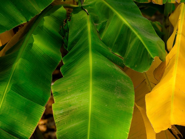 Folhas de palmeira verde