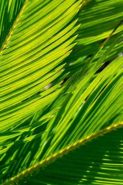 Foto folhas de palmeira verdes brilhantes à luz do sol