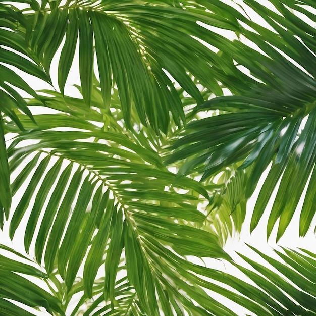 Folhas de palmeira verdes desfocadas em branco