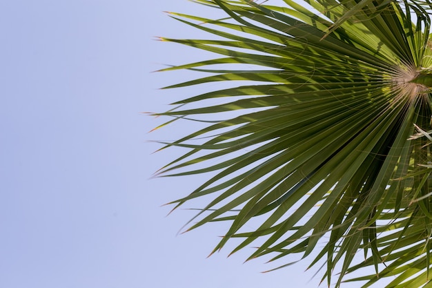 Folhas de palmeira verdes em um fundo de céu azul e sol