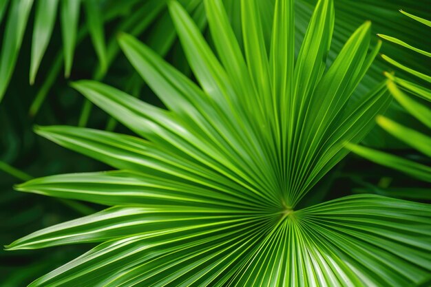 Folhas de palmeira verdes naturais com belos padrões e textura leve