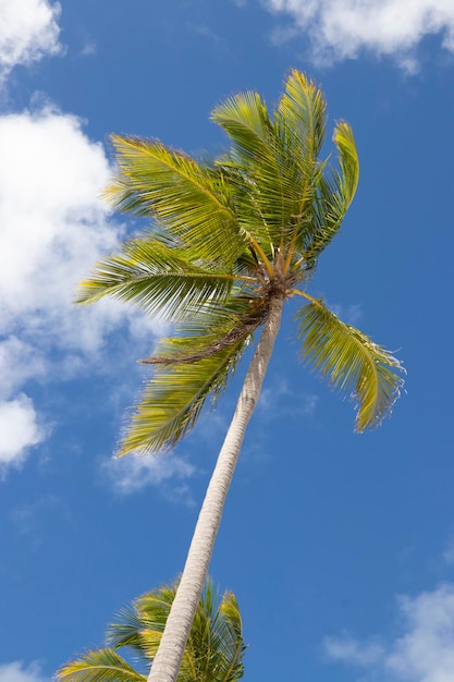 Folhas de palmeira verdes no fundo do céu e das nuvens Molde do banner do paraíso tropical Formato vertical