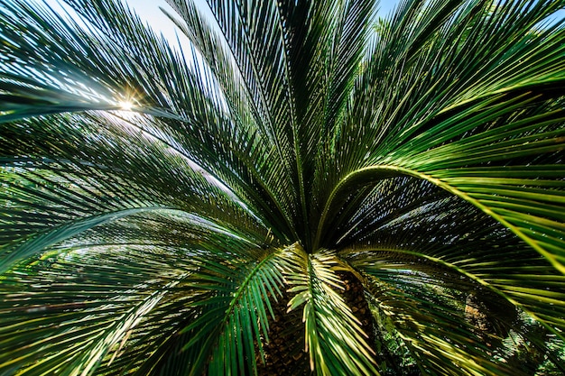 Folhas de palmeiras em um jardim tropical