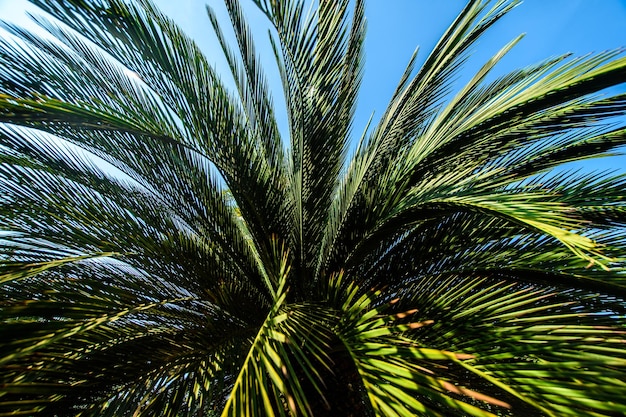 Folhas de palmeiras em um jardim tropical