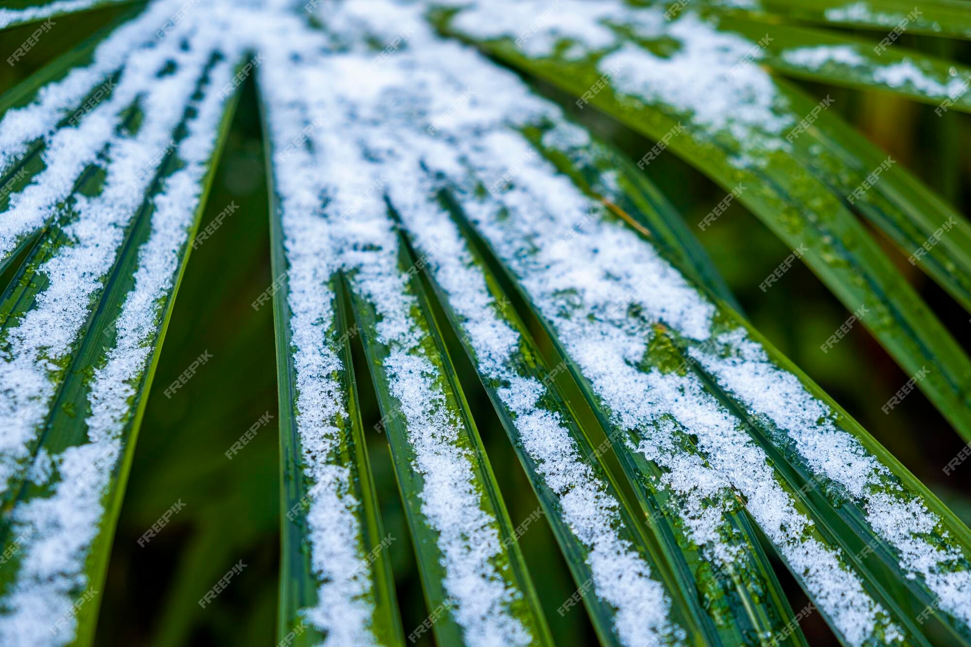 Palmeiras na neve