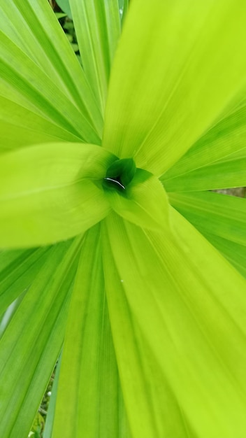 Foto folhas de pandan são comumente usadas para fragrâncias de alimentos