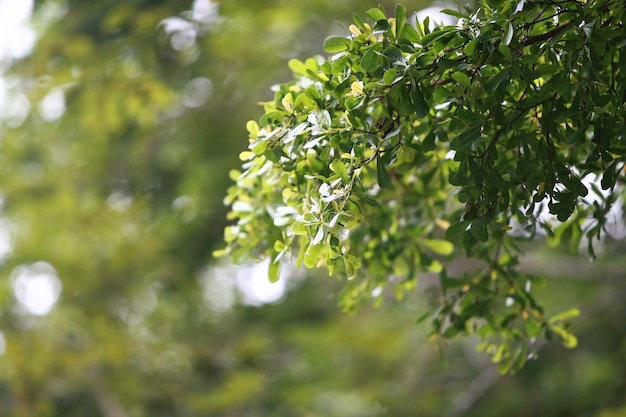 Folhas de papel de parede de fundo de textura de árvores de floresta tropical