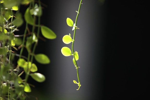 Foto folhas de papel de parede de fundo de textura de árvores de floresta tropical