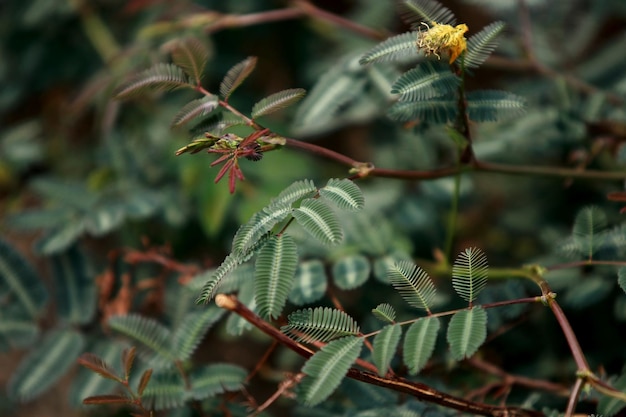 Folhas de papel de parede de fundo de textura de árvores de floresta tropical