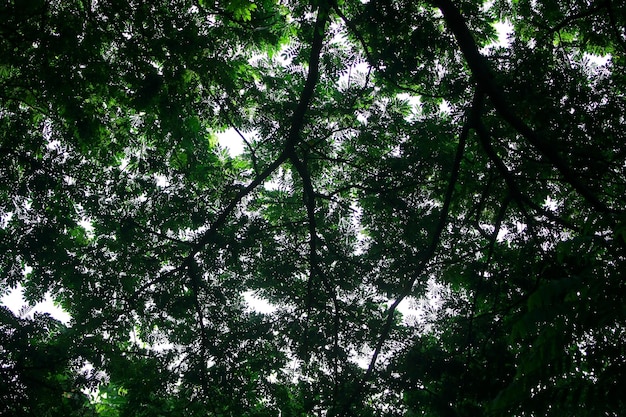 Folhas de papel de parede de fundo de textura de árvores de floresta tropical