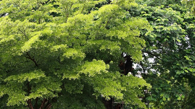 Folhas de papel de parede de textura de árvores de floresta tropical