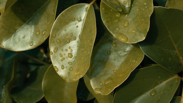 Folhas de patmonobo de fundo natural com pingo de chuva
