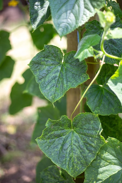 Folhas de pepino afetadas pelo vírus Cucumber Mosaic Prevenção e tratamento de doenças vegetais