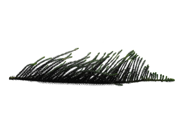 Folhas de pinheiro de aro ou folha de pinheiro da ilha norfolk em fundo branco