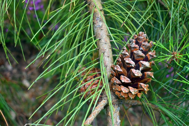 Folhas de pinheiro marítimo e cone Pinus pinaster