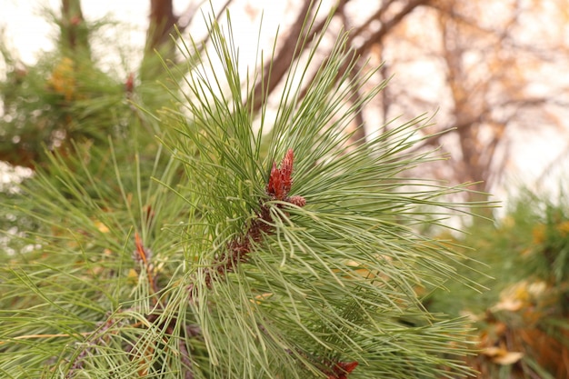 Folhas de pinheiro na primavera Coreia