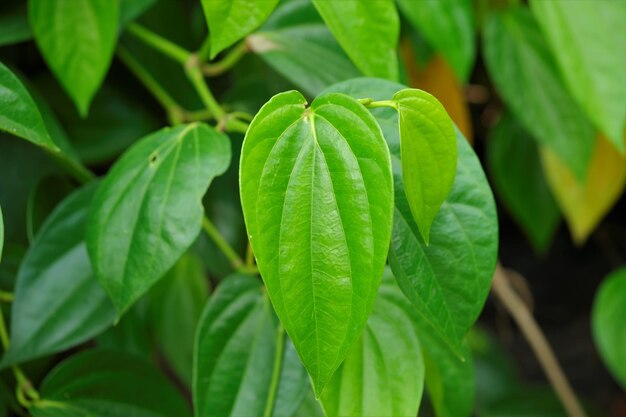 Folhas de Piper Capense Pimenta Longa Africana Pimenta Longa Etíope ou Timiz no jardim