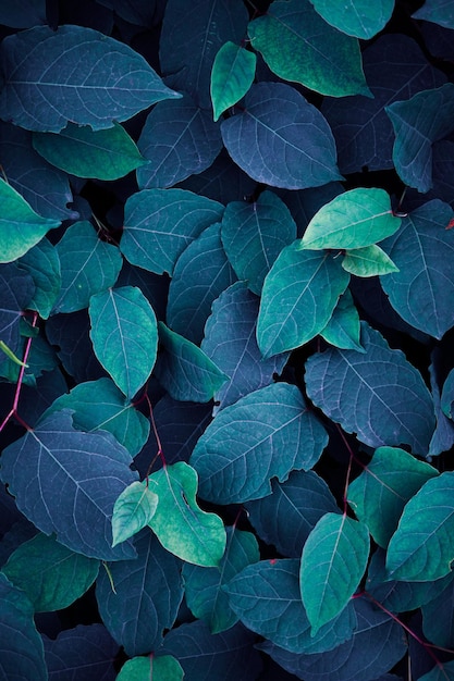 folhas de planta japonesa azul knotweed em fundo azul de inverno