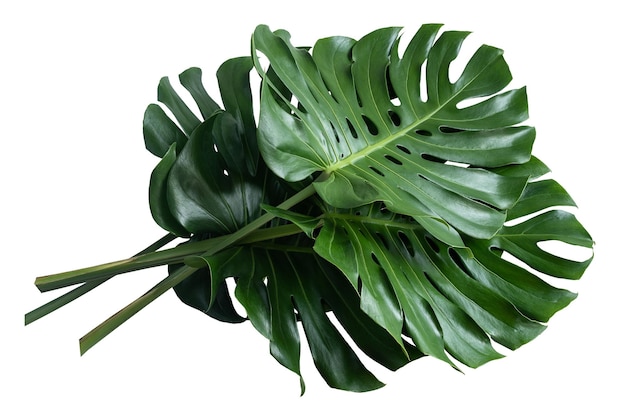 Foto folhas de plantas de mostera verdes vibrantes contra um fundo branco