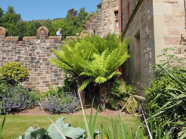 Folhas de plantas de samambaia