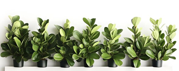 Folhas de plantas domésticas de ficus verdes sobre fundo branco