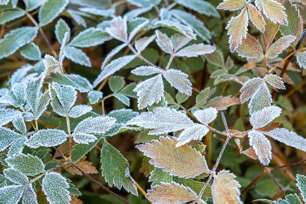 Folhas de plantas geladas com geada de gelo brilhante no parque florestal nevado folhas cobertas de gelo e neve