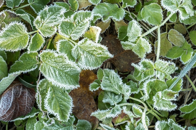 Folhas de plantas geladas com geada de gelo brilhante no parque florestal nevado folhas cobertas de gelo e neve