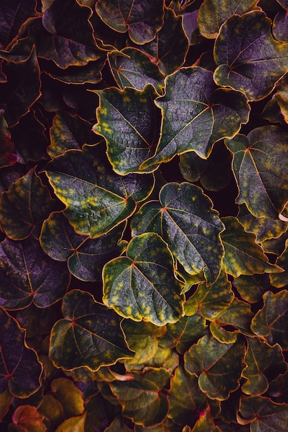 folhas de plantas multicoloridas na natureza