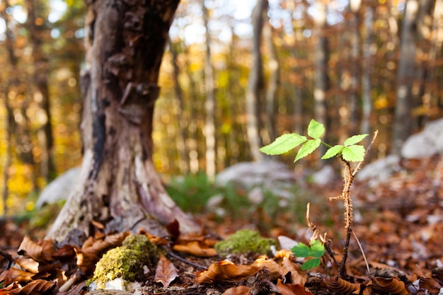 Folhas de plantas selvagens fecham o fundo do outono beleza na natureza paisagem do outono