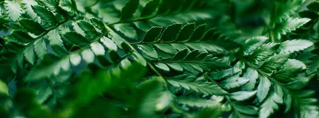 Folhas de plantas tropicais no jardim como fundo botânico, natureza e meio ambiente