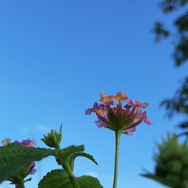 Folhas de plantas verdes com fundo de céu azul