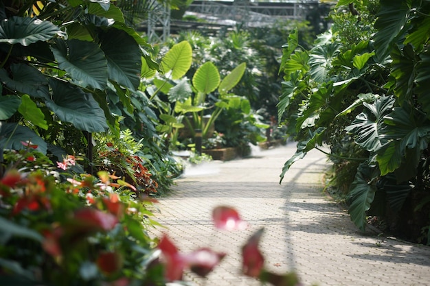 Folhas de plantas verdes decorando no jardim botânico