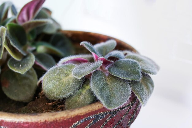 Folhas de plantas verdes em vasos fecham