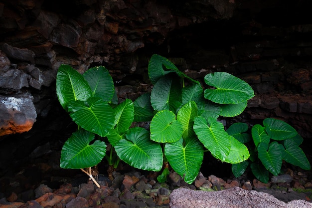 Folhas de plantas verdes gigantes na entrada da caverna Luz no ambiente da flora natural na área vulcânica escura