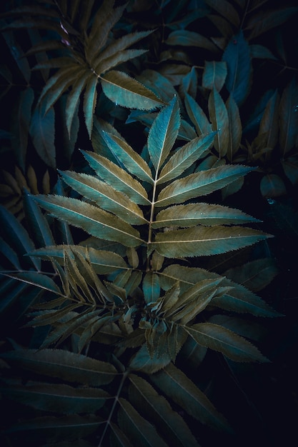 Folhas de plantas verdes na natureza na temporada de outono