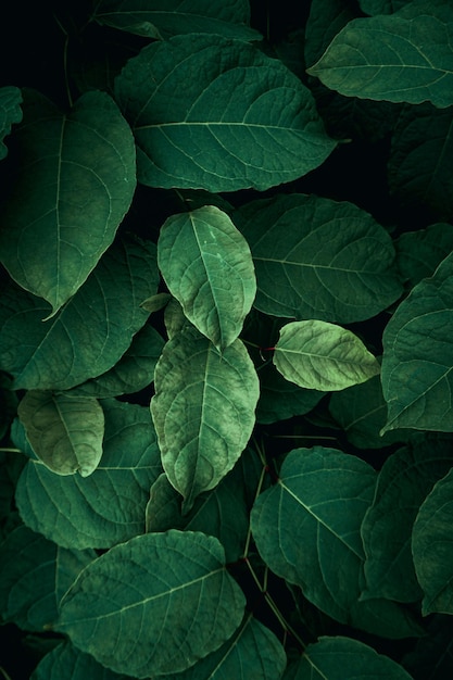 Folhas de plantas verdes na natureza na temporada de primavera fundo verde