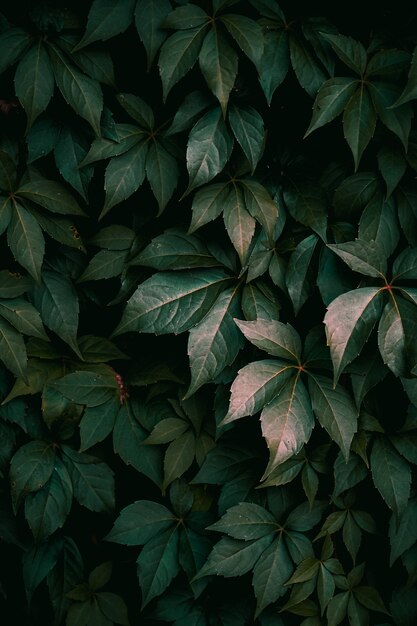 Folhas de plantas verdes na natureza no fundo verde da temporada de outono