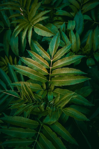 Folhas de plantas verdes na natureza no fundo verde da temporada de outono