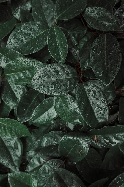 folhas de plantas verdes no jardim fundo verde