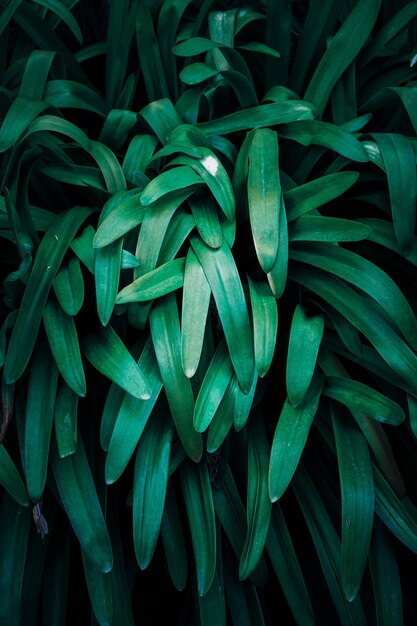 folhas de plantas verdes no jardim na primavera com fundo verde