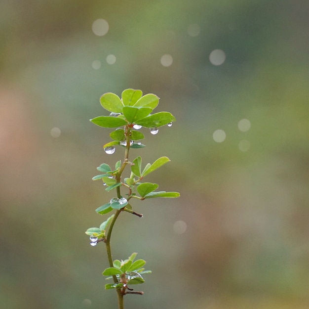 folhas de plantas verdes