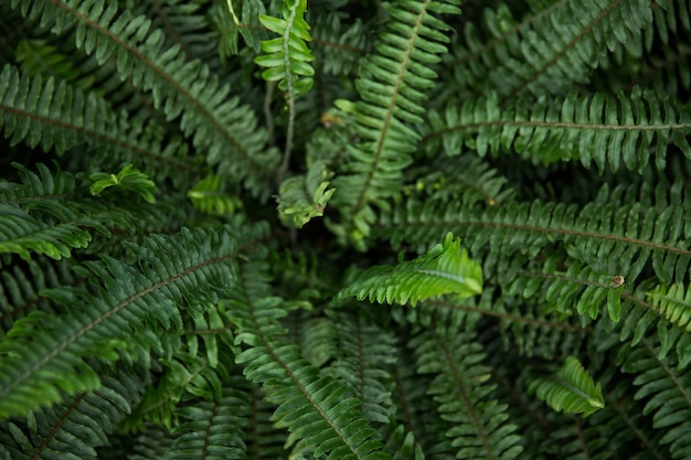 Foto folhas de plantas